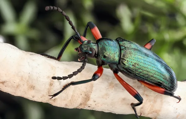 Picture macro, background, beetle, insect, a blade of grass