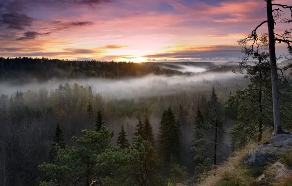 Picture forest, trees, nature, fog, sunrise, morning, Finland, Finland