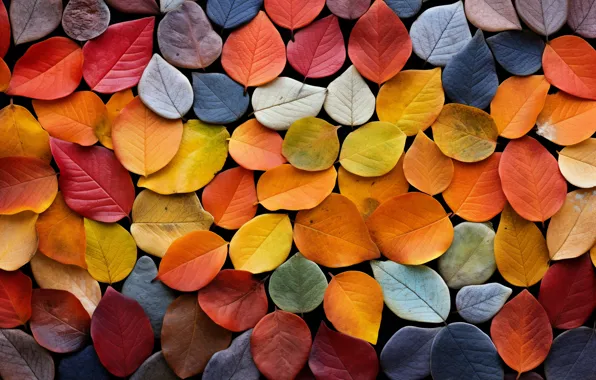 Autumn, leaves, background, texture, colorful, autumn, leaves