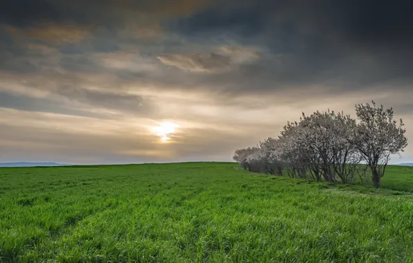 Picture field, trees, the evening