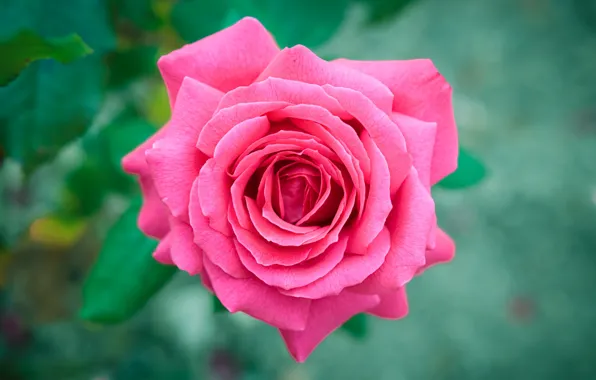 Picture macro, close-up, rose, Bud, bokeh