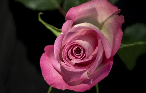 Macro, roses, buds