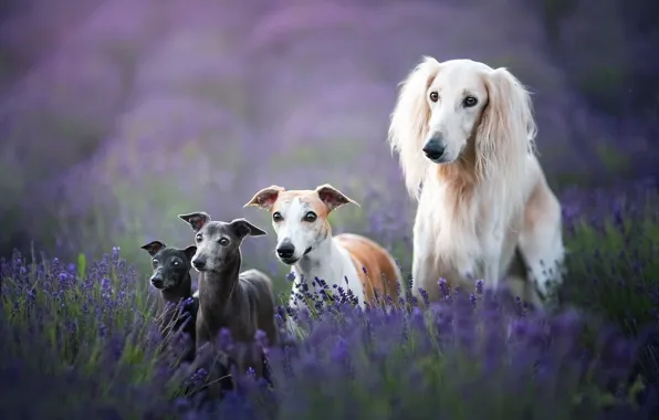 Picture dogs, lavender, Saluki, Whippet