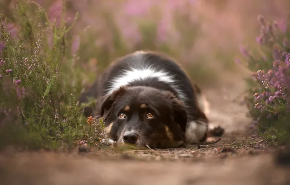 Sadness, look, flowers, dog, lies, pink, path, bokeh