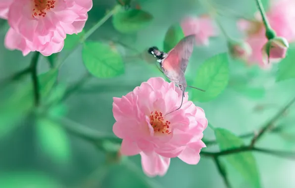 Picture flowers, butterfly, spring