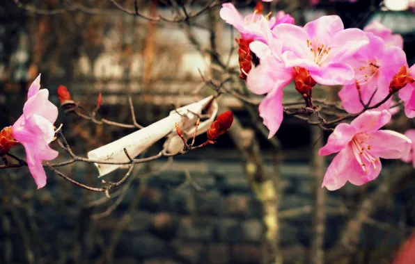 Nature, spring, cherry blossoms, a piece of paper with wishes