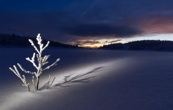 Picture winter, field, snow, night