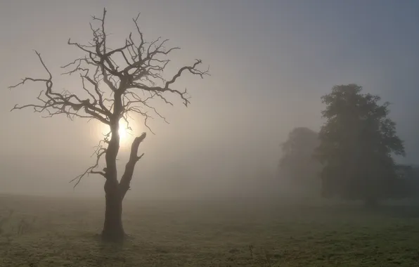 Picture landscape, fog, tree, morning