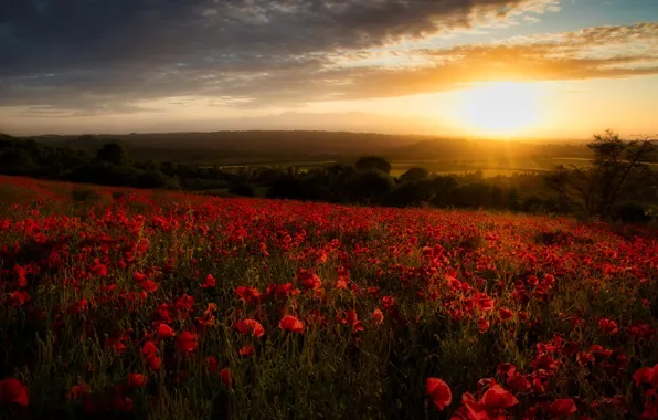 Field, sunset, flowers, England, Maki, England, Hampshire, Hampshire