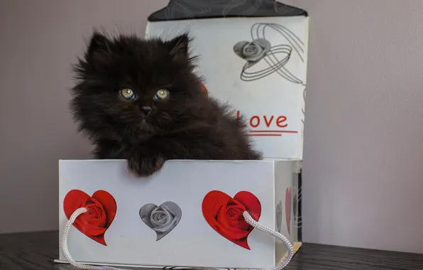 Box, gift, fluffy, baby, kitty, black kitten
