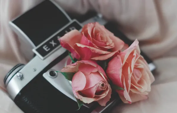 Picture The camera, Roses, Roses, Hi-Tech