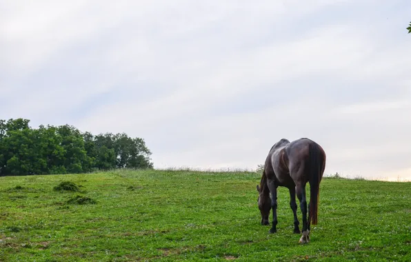 Picture field, nature, horse