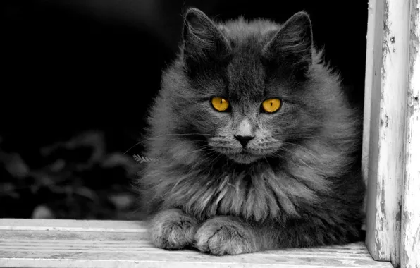 Picture cat, cat, grey, fluffy, window, yellow eyes