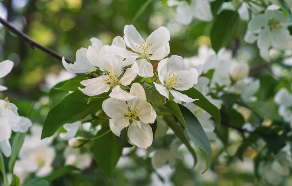 Leaves, flowers, branch, spring, white, Apple, flowering, bokeh