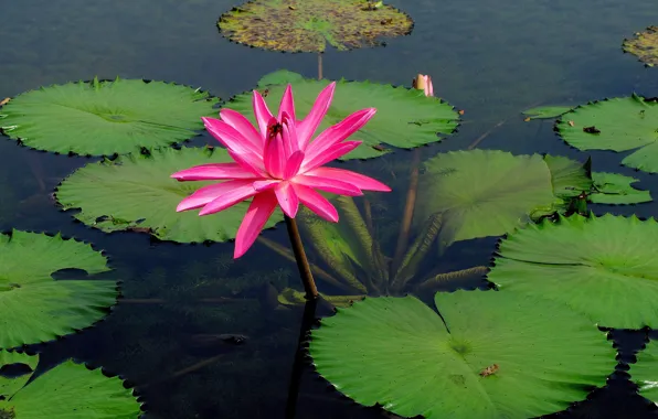Leaves, water, Nymphaeum, water Lily