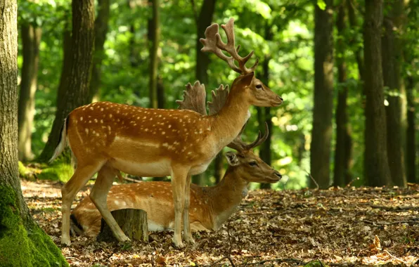 Picture forest, nature, horns, deer