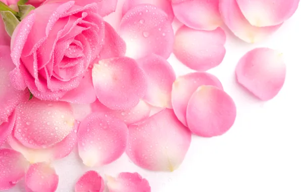Rosa, pink, rose, petals