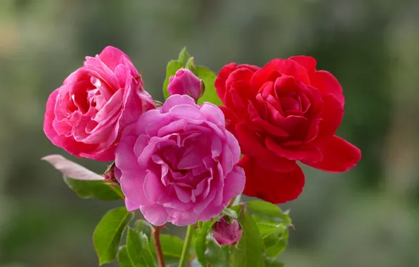 Picture background, roses, trio, buds, bokeh