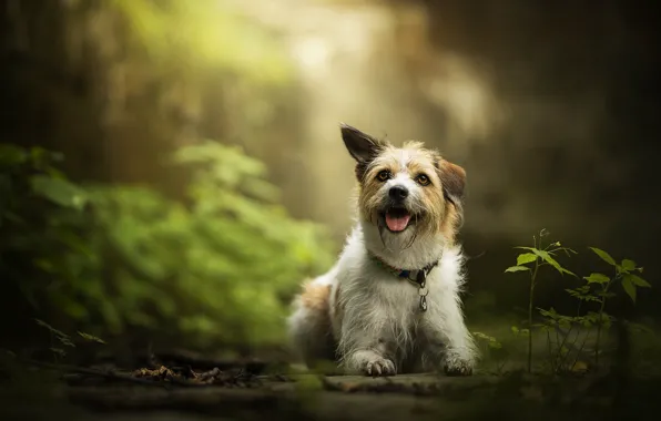 Picture greens, dog, bokeh, Sunny