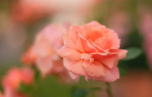 Flower, rose, roses, orange, blur, blur, bokeh, salmon
