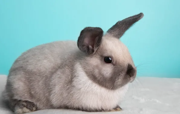 Look, grey, hare, rabbit, fur, face, Bunny, blue background