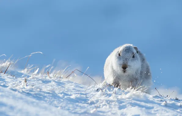 Picture winter, the sky, look, face, light, snow, hare, slope