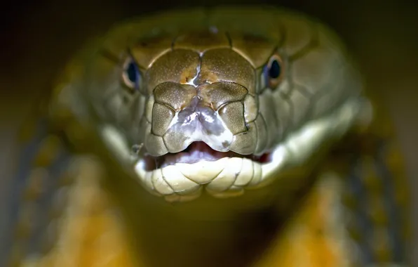 Picture snake, Royal, Cobra