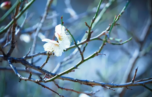 Flowers, branches, cherry, tree, spring, flowering