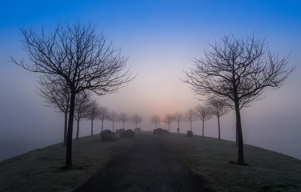 Road, the sky, trees, fog, the evening