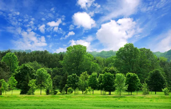 Picture forest, the sky, clouds, trees, landscape, nature, Wallpaper, beautiful