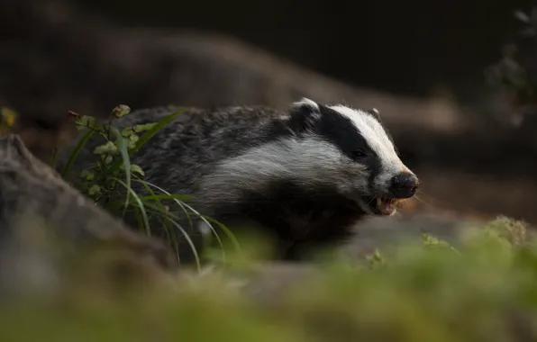 Face, nature, badger