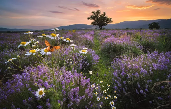 Picture field, sunset, flowers, mountains, butterfly, Bulgaria
