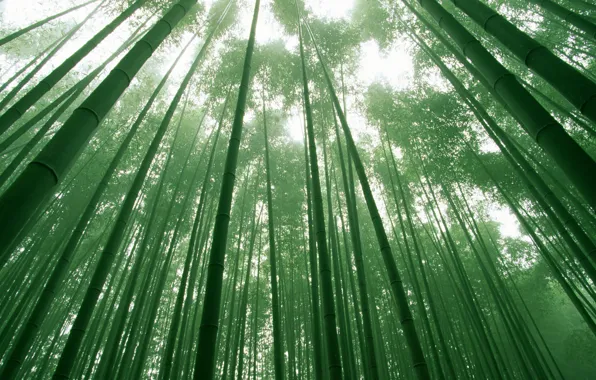 Picture the sky, trees, green, foliage, bamboo