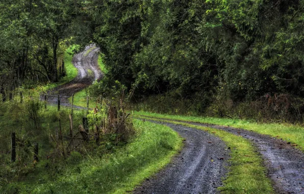 Picture road, forest, summer