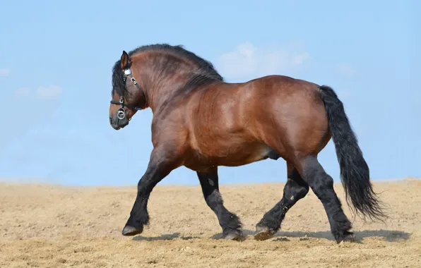 Field, the sky, horse, power, blue, horse, stallion, power