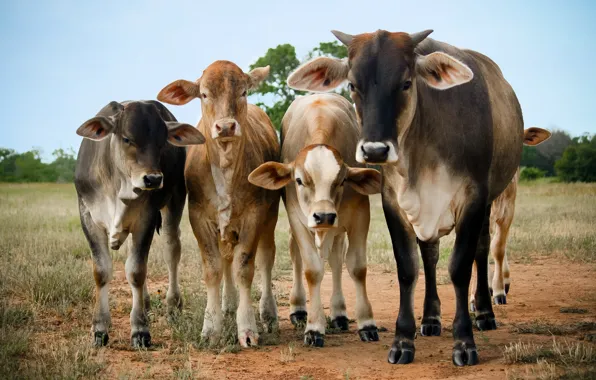Field, cows, muzzle, the herd, calf, calves
