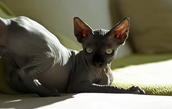 Cat, look, light, pose, kitty, grey, legs, lies