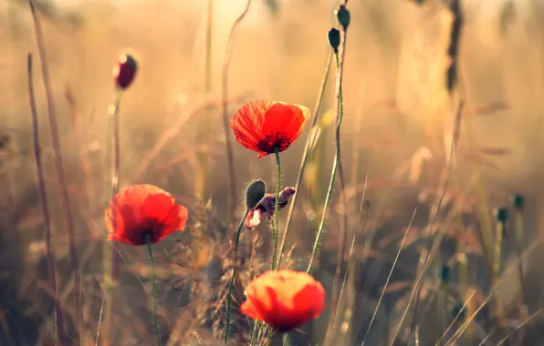 Picture field, Mac, petals, stem, meadow