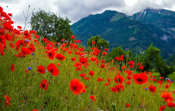 Greens, summer, the sky, clouds, trees, landscape, flowers, mountains