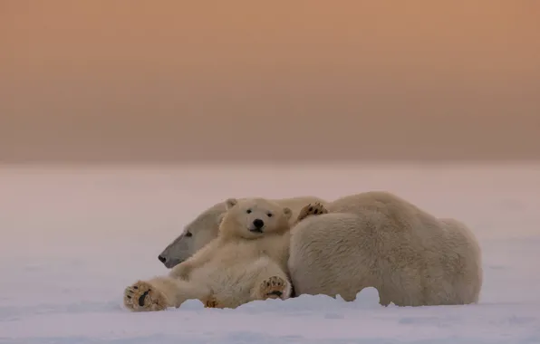 Picture bears, white, mom, Umka