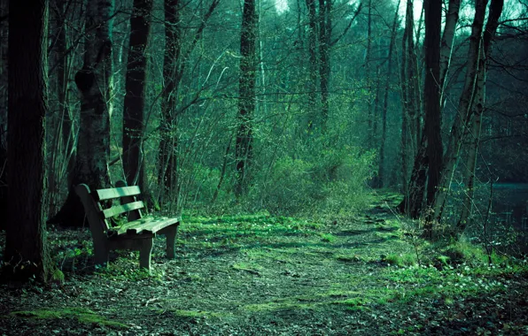 Nature, Park, bench