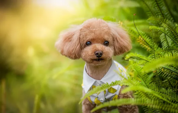 Greens, summer, look, leaves, light, nature, pose, portrait