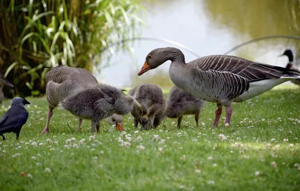 Nature, children, Birds, mom, pond, geese