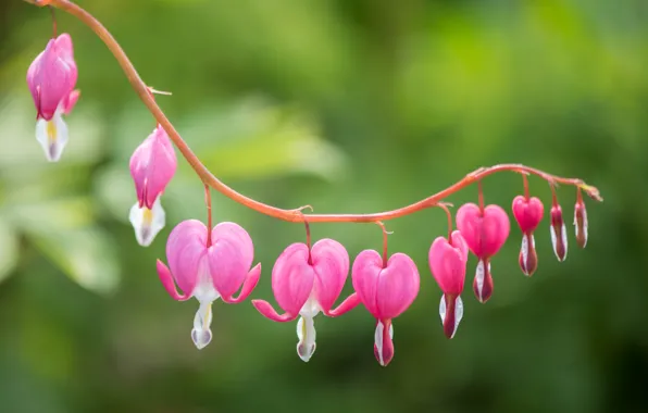 Flowers, sprig, hearts, pink, green background, broken heart, the bleeding heart