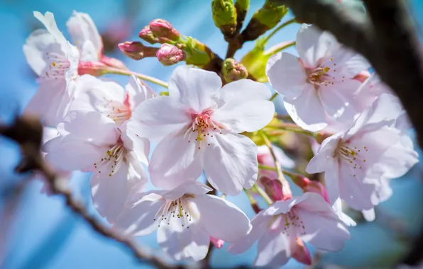 Macro, cherry, spring, Sakura, flowering, kidney, flowers