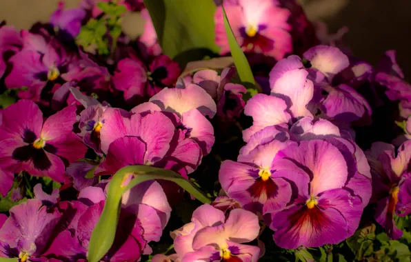 Light, flowers, petals, purple, pink, Pansy, flowerbed, a lot