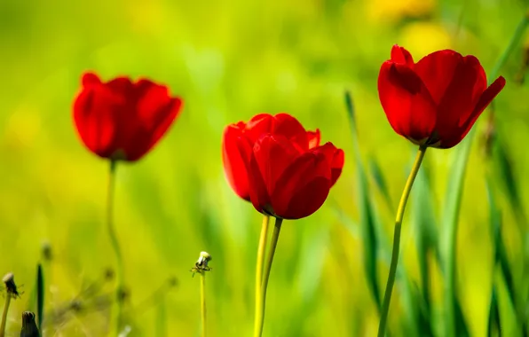 Flowers, spring, tulips, red, trio