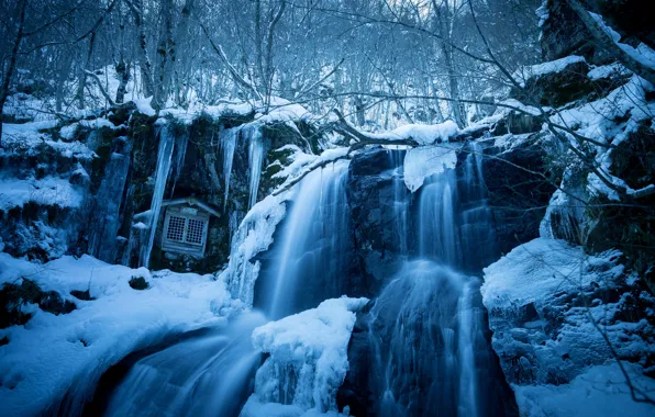 Ice, winter, forest, water, snow, branches, nature, stones