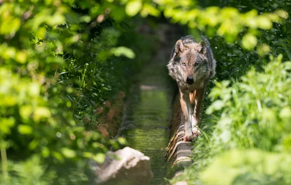 Look, foliage, wolf, walk, path, the bushes, sneaks