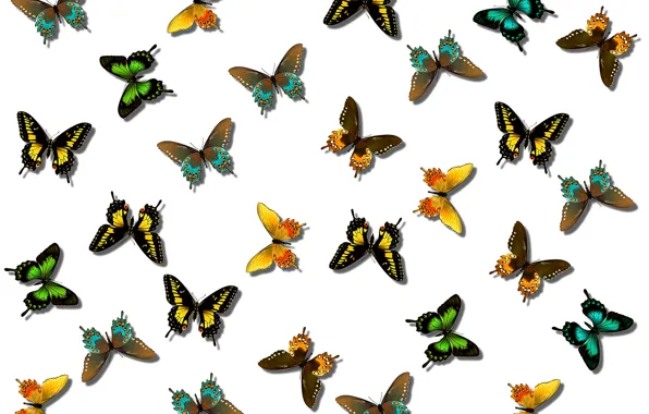 Picture pattern, butterfly, paint, color, wings, moth